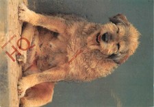 Postkarte > Hund, alte Hundin ruht in mittaghitze [Kunst UNLIMITED]