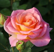 NEU - Strauchrose Dekora ® Heckenzauber ® Kollektion, Kordes, 2021 - Co. 5 L