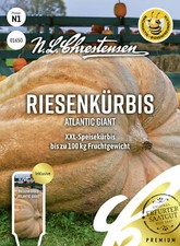 XXL - Speisekürbis " Atlantic Giant " bis 100 kg  Riesenkürbis Samen Kürbis  