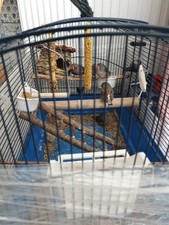 5 Vögel , Käfig, Zubehör,  und Futter