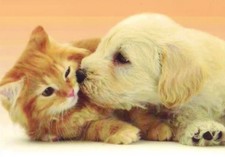 AK Hund, Katze Hundepostkarte " Golden Retriever Welpe & Katze " 