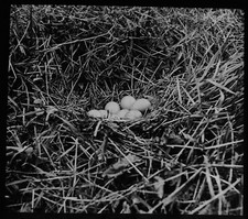 Magic Lantern Rutsche FASANENNEST C1920 FOTO VOGEL ORNITHOLOGIE EIER