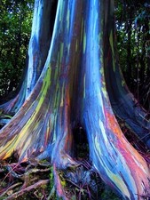 Rainbow Eucalyptus Deglupta-Mindanao Kaugummi - 50+ Samen-UK Verkäufer