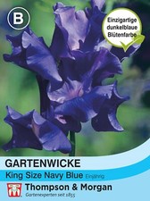 Gartenwicke 'King Size Navy Blue' - Lathyrus odoratus, Duftwicke Samen, 2053