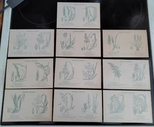 Set 10 Vintage botanische Postkarten britische Gräser Francis George Heath