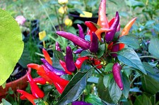 Kinder CHILI "Zipfelmütze" capsicum saftig, süß ohne Schärfe für Topf, Zimmer