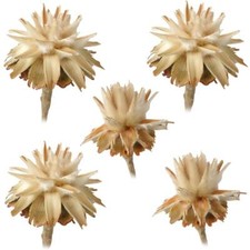 Flaumfeder Plumosum 1 Kopf Trockenblumen Naturdeko hell natur 5er Set