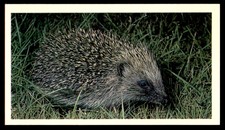 Einflussreiche Großbritanniens Nachtaktiv Wildlife 1987 Igel erinaceus Europeus no.1