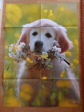84x59 Poster + Golden Retriever + Hund Welpen Rasse Tiere Kinder MEDIZINI 5-2017
