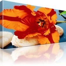 Tulpe Blume Bild auf Leinwand Fotodruck Einteilige Wandbilder