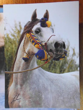 Pferdepostkarte Pferd Postkarte AK  Araber