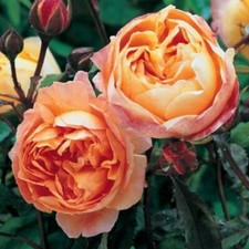 Englische Rose Lady Emma Hamilton ®  Ausbrother ® David Austin, 2005 - Co. 5 L
