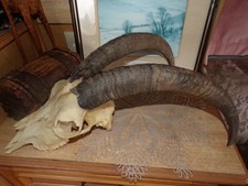 ECHTE ZIEGENHÖRNER SCHÄDEL-TAXIDERMIE