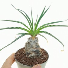 Boophone disticha (Flaschenform) ブーファン potø 14cm-giromagi Kakteen & Sukkulenten