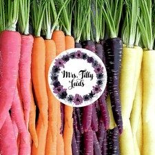 Regenbogen Möhren Mix 200+ Samen alte Sorte Bio gesund süß sehr beliebt Karotten