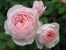 Englische Rose Heritage ®  Ausblush ® Duftrose von David Austin - Co. 5 L