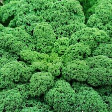 Grünkohl Halbhoher Krauser Winterkohl Kohl Kohlsamen frosthart 350 Samen Nr.183