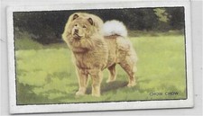 Single Card Original Hunde echte Fotos de Reszke 1st 3rd 4th 5th Serie ec4