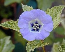 SAMEN die hübsche blaue LAMPIONBLUME reinigt die Zimmerluft