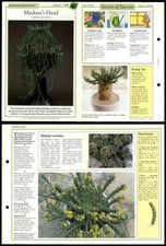 Medusa Kopf #66 Kakteen Erfolg mit Haus Pflanzen 1990 Ausklappbare Karten