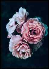 Poster Bild Desenio 30x40cm DUSTY ROSE Fotodruck mit Bilderrahmen Roses