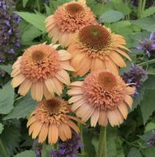 Echinacea Cantaloupe 20 Samen mehrjährige Gartenpflanzen