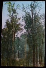 MARYSVILLE BLAUE GUMMIBÄUME C1910 FOTO Magic Lantern Rutsche VICTORIA AUSTRALIA