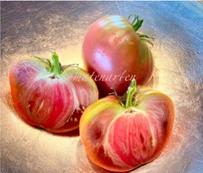 TUNDRA ?Paradies TomatenSamen 6+ ☀️Ernte 22 samenfest - fein  fruchtig mild