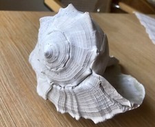 Große Muschel ? aus Sammler Vitrine sehr alt