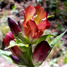 PURPUR-ENZIAN 30+ Samen GENTIANA PURPUREA Duft WINTERHART Steingarten