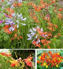 Zwiebeln Montbretien Mix Mischung Set  Blumenzwiebeln winterhart duftend Garten