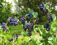 Blickfang BLAUE  WACHSBLUME 10 Samen CERINTHE MAJOR PURPURASCENS seeds