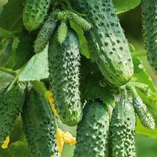 Огурец Герман F1 Herman F1 Gurkensamen, Seeds, Samen, Gurken.