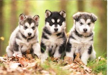 süße Hunde Postkarte 3 Husky Welpen im Herbst Husky Postkarte Husky postcard