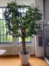 Ficus Benjamina geflochtener Stamm LECHUZA Bewässerungssystem - Höhe ca. 3 Meter