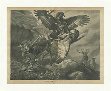 Ein Zweikampf im Hochgebirge Adler Rehe Hirsche Greifvogel Holzstich C 2941