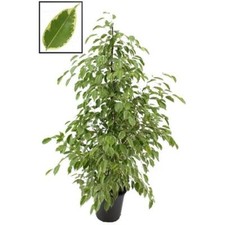 Birkenfeige - Ficus Benjamina Golden King 140-150 cm Zimmerpflanze Grünpflanze