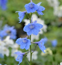Rittersporn Cliveden Beauty - Delphinium belladonna