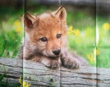 Junges Wölfchen Wolf  Großes Poster (+7) Zeitschrift mit Werbung Kinder Sammler