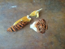 Goldene Fasan Tipps Beläge und Körperfedern