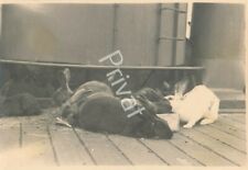 Foto WKII Wehrmacht Bordkaninchen U-Boot-Begleitschiff Lech Memel Klaipėda K1.44