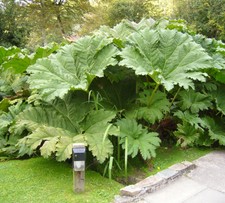 SAMEN mehrjährig Terrasse Mammut-Blatt Saat super Wintergarten seeds semillas