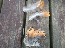 Hahnfasan Seitenfedern, Fliegenbinder, Hutdekor, 100 Federn, Kunsthandwerk  