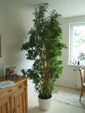 Ficus benjamina 