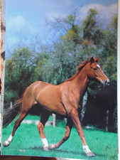 Pferdepostkarte Pferd Postkarte AK Frankreich Araber?