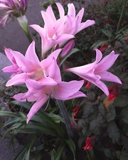 @//(◕‿◕)\@ Amaryllis Belladonna Belladonnalilie / Echte Amaryllis ~