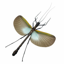 Riesen Phasmid orthomeria Superba (Verbreitung) Stick Insekt Sammler