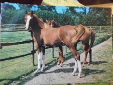 Pferdepostkarte Pferd Postkarte AK Italien Cecami Araber?
