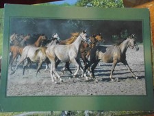 Pferdepostkarte Pferd Postkarte AK Polen Araber?