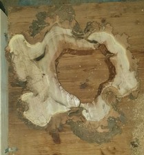 Baumscheibe Robinie ca.60 cm und ca.6 cm stark Deko Epoxidharz Bizarre/ Plan 